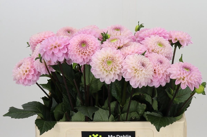 <h4>Dahlia Wizard of Oz</h4>