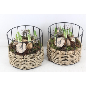 arr4 Narcis PL - Draadmand rond