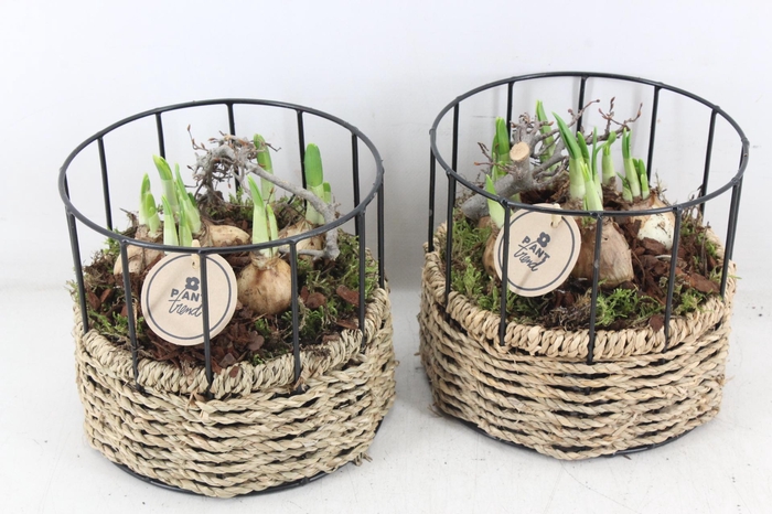 <h4>arr4 Narcis PL - Draadmand rond</h4>