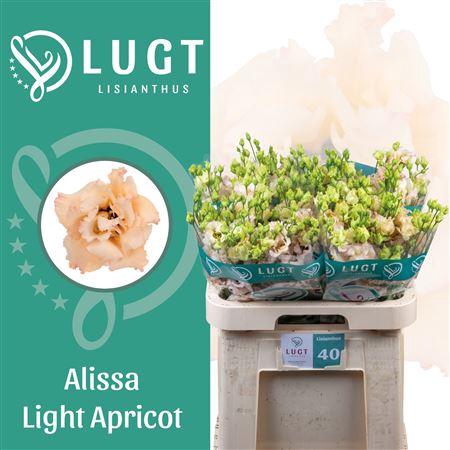 <h4>Eus G Alissa L Apric</h4>