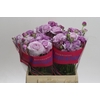 Ranunculus Romance Gascogne