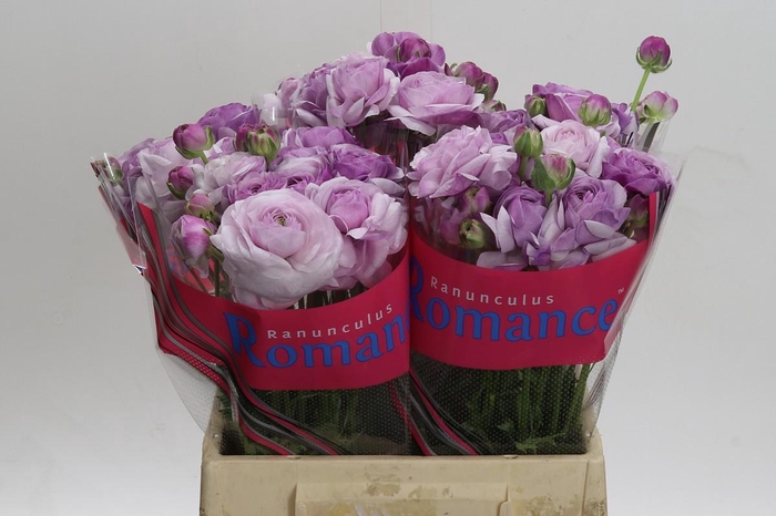 Ranunculus Romance Gascogne