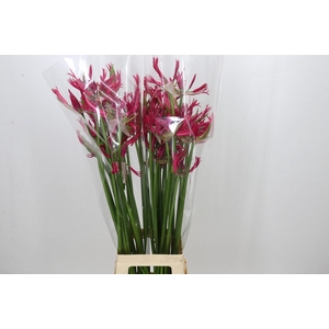 Nerine Minerva