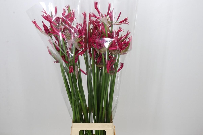 <h4>Nerine Minerva</h4>