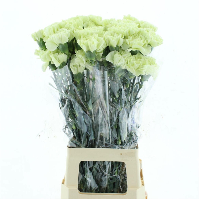 <h4>DI ST GREEN SHOT</h4>