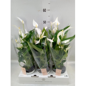 Anthurium  'Banderola Cava'