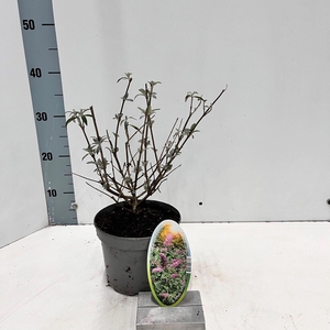 Buddleja Pink Delight