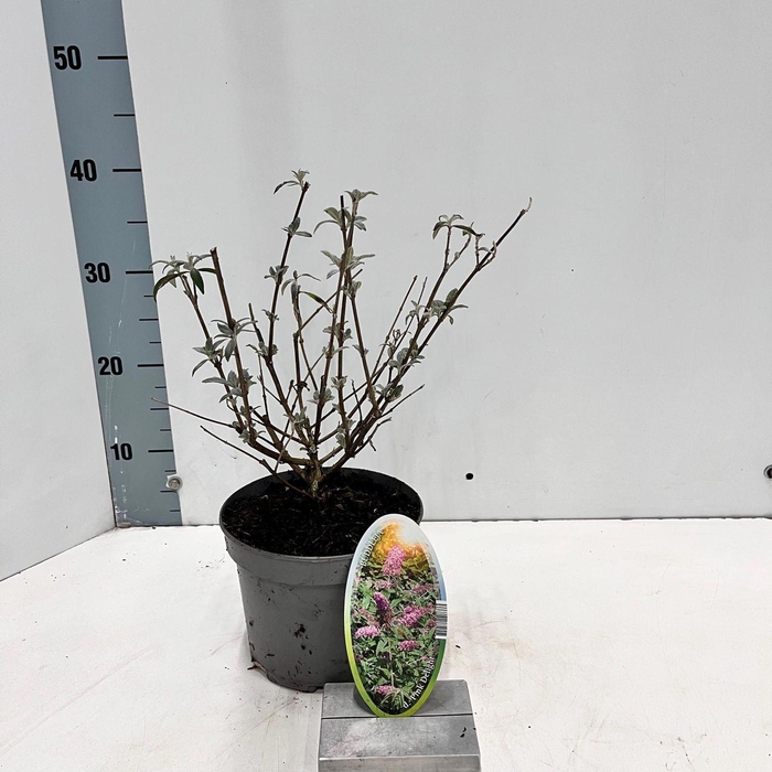 <h4>Buddleja Pink Delight</h4>