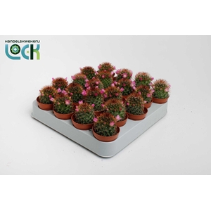 Mammillaria backebergiana subsp. ernestii met bloem