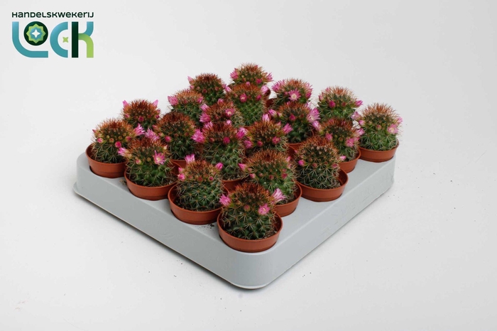 <h4>Mammillaria backebergiana subsp. ernestii met bloem</h4>