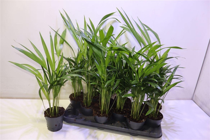 <h4>Dypsis Lutescens</h4>