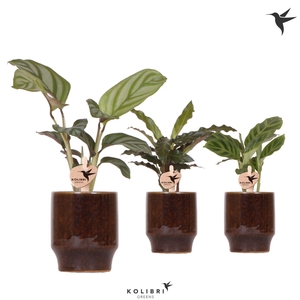 Kolibri Greens Calathea mix in Classy pot brown
