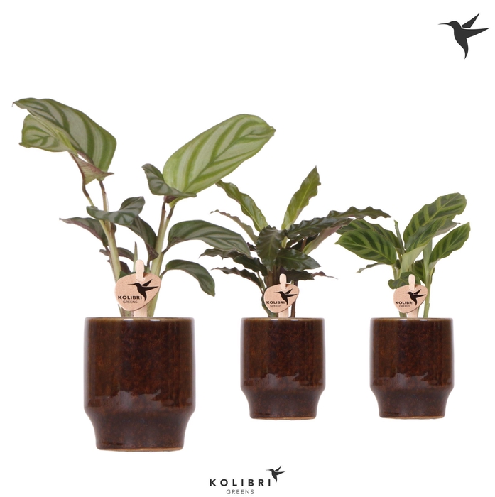 <h4>Kolibri Greens Calathea mix in Classy pot brown</h4>