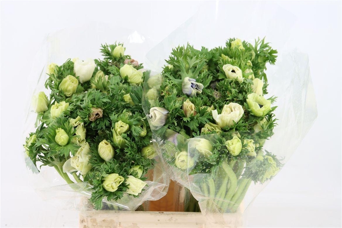 <h4>Anem Marianne Panda White</h4>