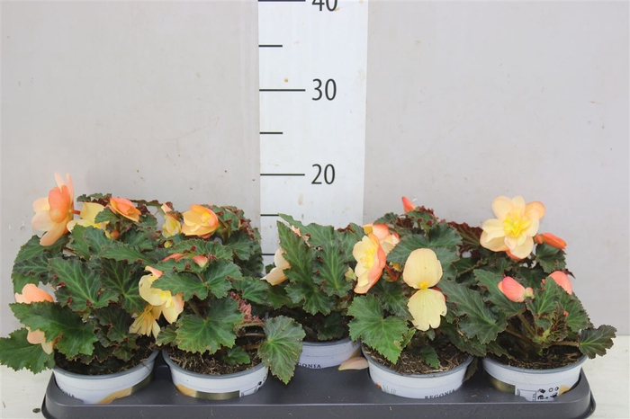 <h4>Begonia Fragrant Fall Peach Geurend</h4>