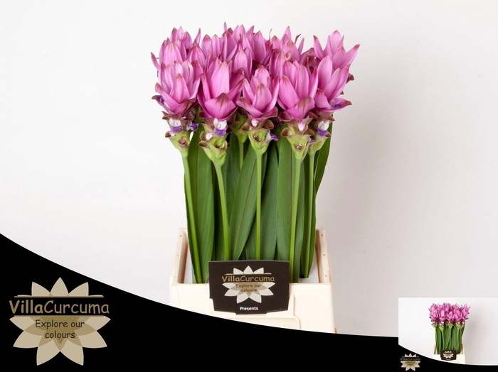 <h4>CURC AL SIAM SUPREME</h4>