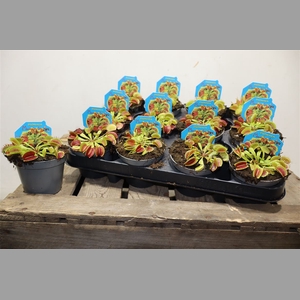Dionaea Muscipula