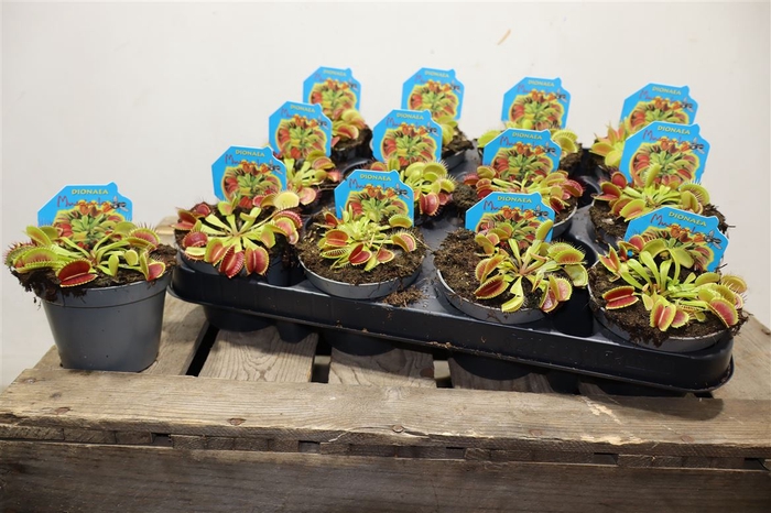 <h4>Dionaea Muscipula</h4>