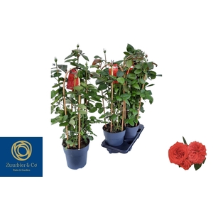 Rosa Fl Bella Select