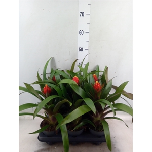Guzmania  'Punta'