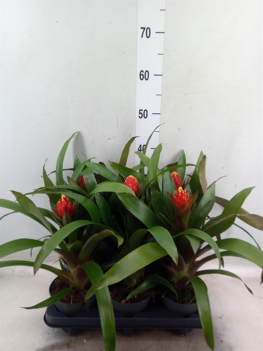 <h4>Guzmania  'Punta'</h4>
