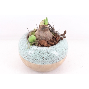 arr4 Amaryllis MB - Ker. luxe bolpot 338/3