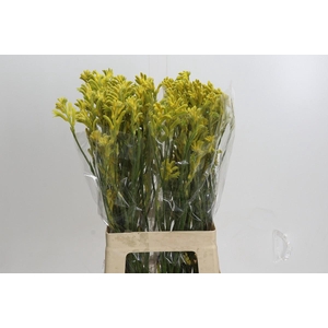 Kangaroo Paw Bush Gold