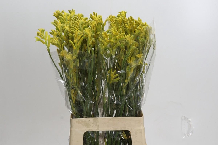 <h4>Kangaroo Paw Bush Gold</h4>