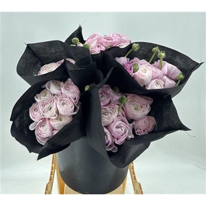 Ran Suc Nebbia Viola Sup