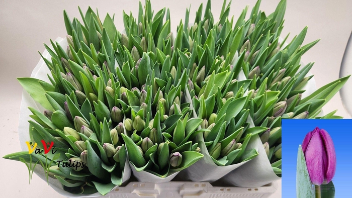 <h4>TU EN BULLIT</h4>