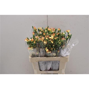 Di Solomio Lala Bonita