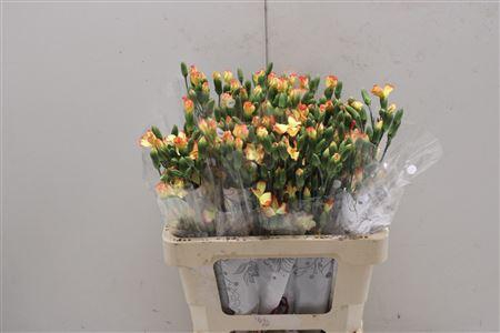 <h4>Di Solomio Lala Bonita</h4>