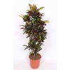 Codiaeum Codiaeum variegatum kleinb