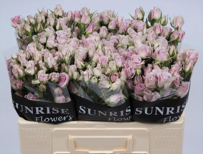 <h4>R TR SILVER SHADOW</h4>