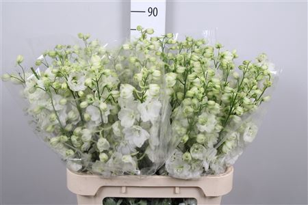 <h4>Delph Du Aurora White</h4>