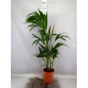 Howea forsteriana