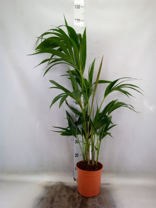 <h4>Howea forsteriana</h4>