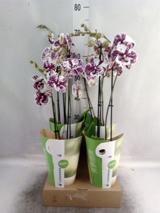 <h4>Phalaenopsis   ...white</h4>