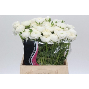 Ranunculus Charm White