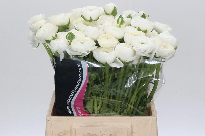 <h4>Ranunculus Charm White</h4>
