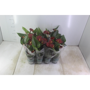 ANTHURIUM RED SUCCESS P09