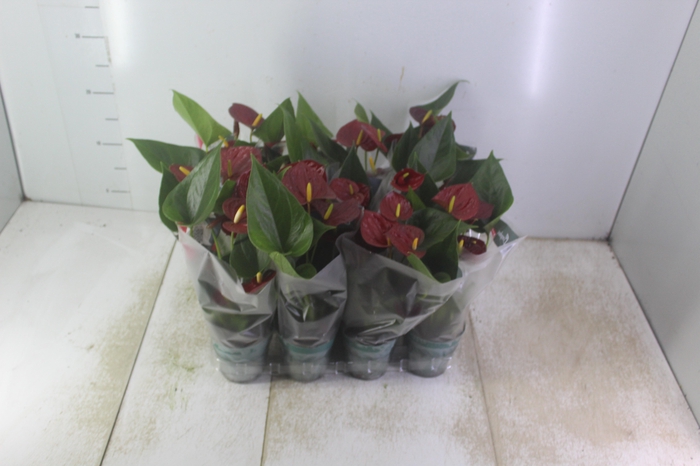 <h4>ANTHURIUM RED SUCCESS P09</h4>