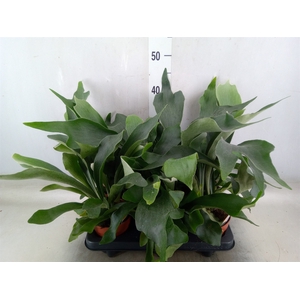 Platycerium bifurc.