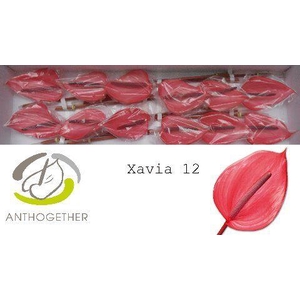 Anthurium Xavia