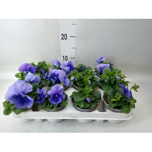 Viola wr. 'Flair Light Blue'