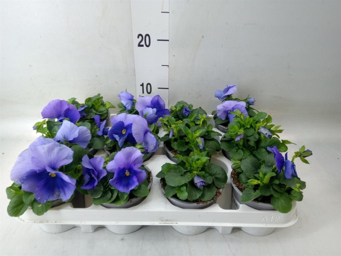 <h4>Viola wr. 'Flair Light Blue'</h4>