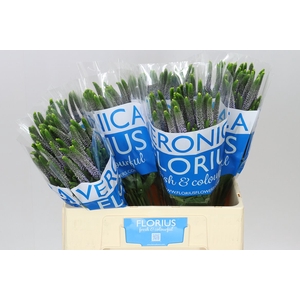 Veronica June Lilac X 25