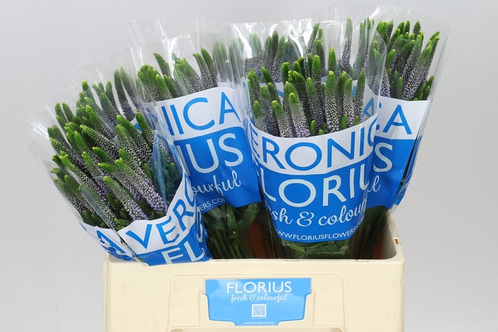 <h4>Veronica June Lilac X 25</h4>