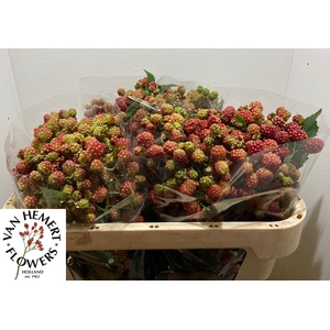 RUBUS FR CHESTER