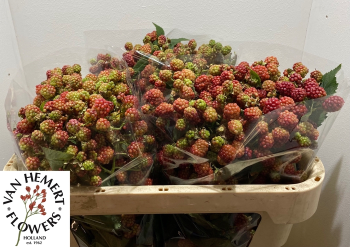 <h4>RUBUS FR CHESTER</h4>